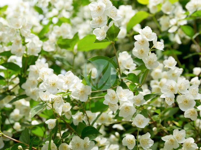 Jasminum officinale jasmin blanc maroc