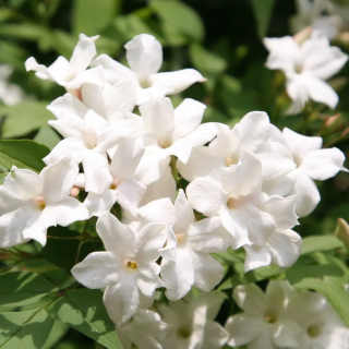 Jasminum officinale jasmin blanc maroc clorofila