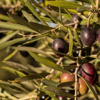 Languedoc maroc