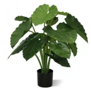 alocasia calidora maroc clorofila