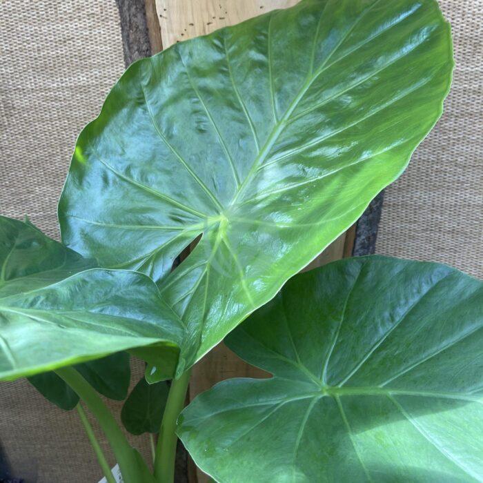 alocasia calidora maroc scaled