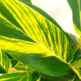 alpinia zerumbet variegata