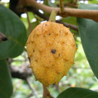 annonier annona senegalensis