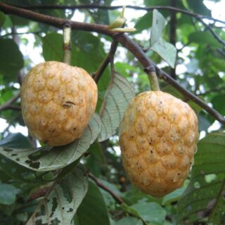 annonier annona senegalensis maroc clorofila