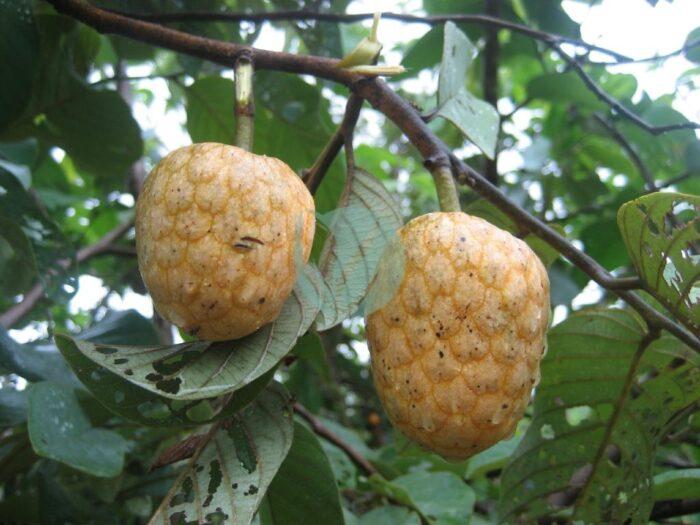 annonier annona senegalensis maroc clorofila