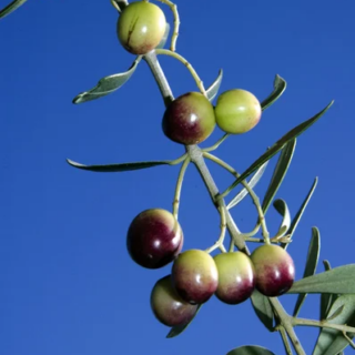 arbequine maroc clorofila