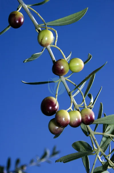 arbequine maroc clorofila