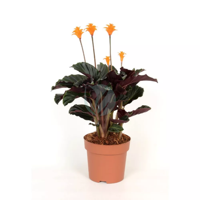 calathea crocata candela maroc clorofila