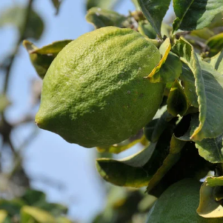 citrus medica digitata maroc