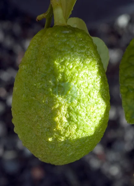 citrus medica digitata maroc clorofila