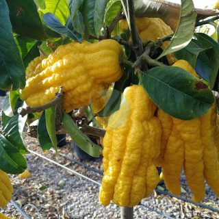 Arbres fruitiers au Maroc - Vente et Livraison a casablanca, rabat