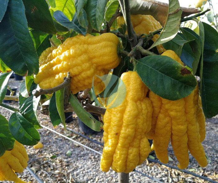 citrus medica digitata maroc clorofila