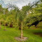 cocotier maroc syagrus romanzoffiana