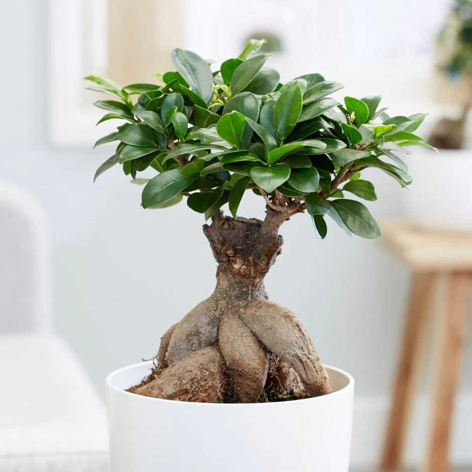 Ficus microcarpa bonsai - Clorofila