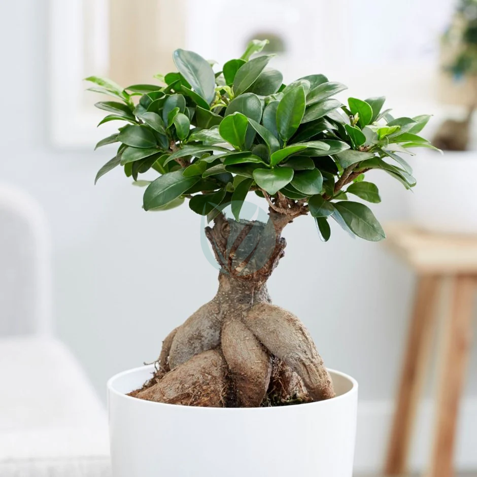 Bonsaï Naturel Ficus Microcarpa Ginseng Plante Ornementale En Pot