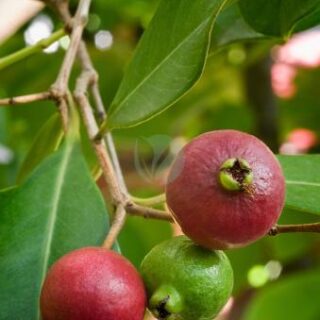 goyavier fraise psidum littorale maroc