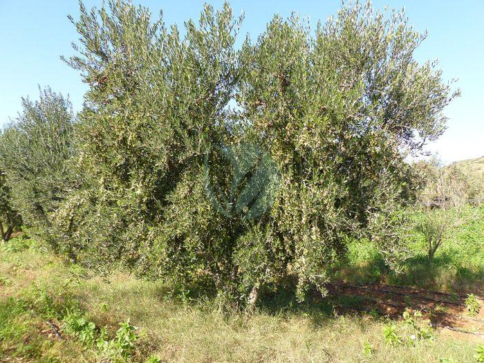 olivier koroneiki