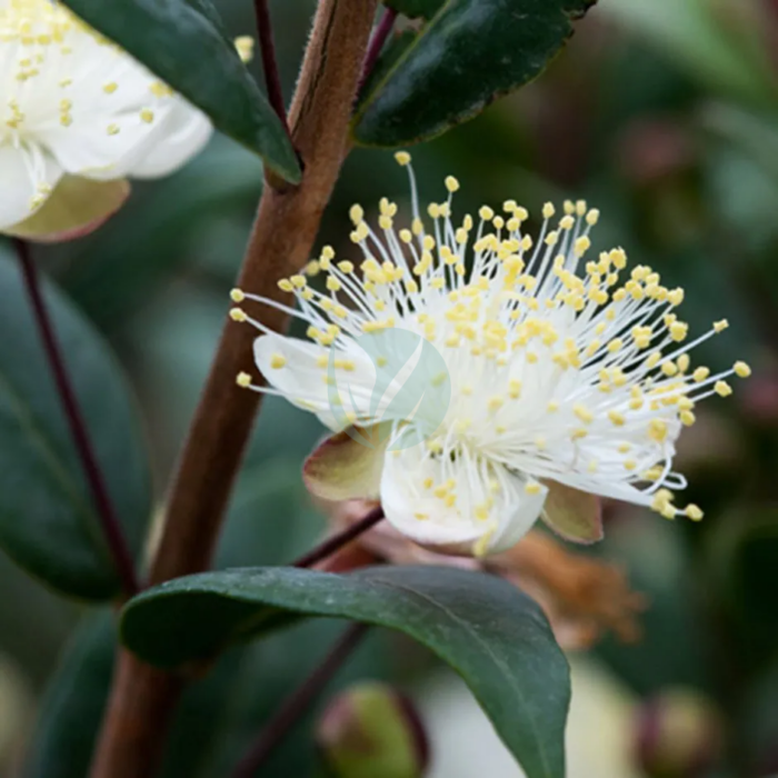 myrtus communis maroc