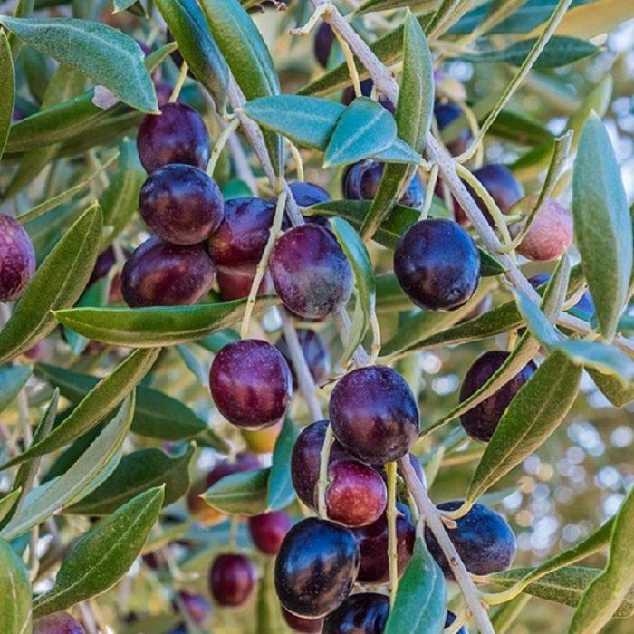olivier koroneiki