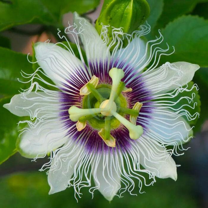 passiflora edulis fruit de passion grenadille maroc