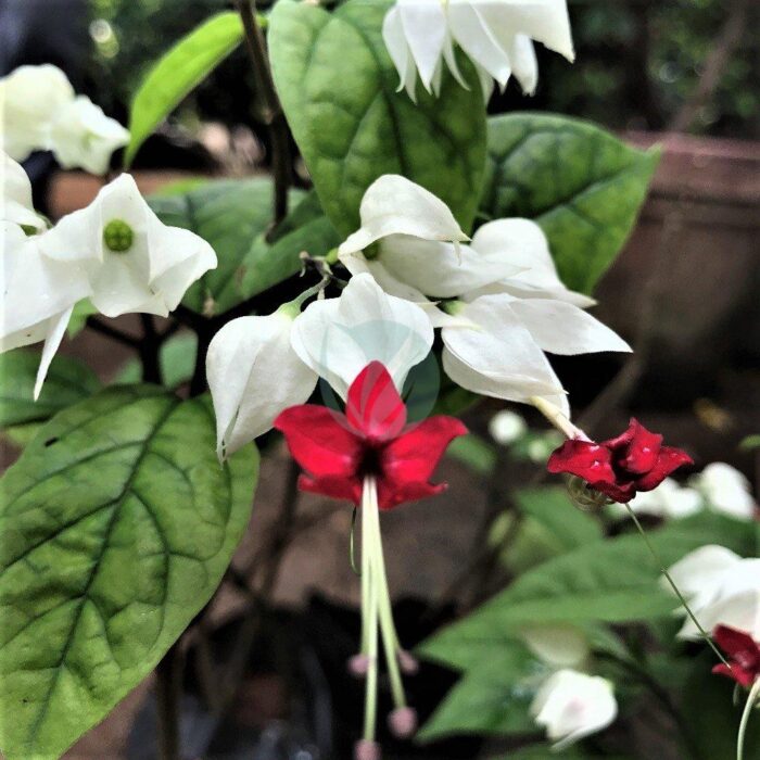 clerodendrum thomsoniae