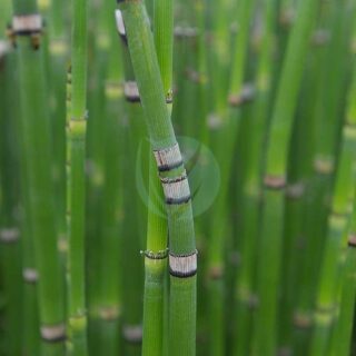 Equisetum hyemale prele hiver