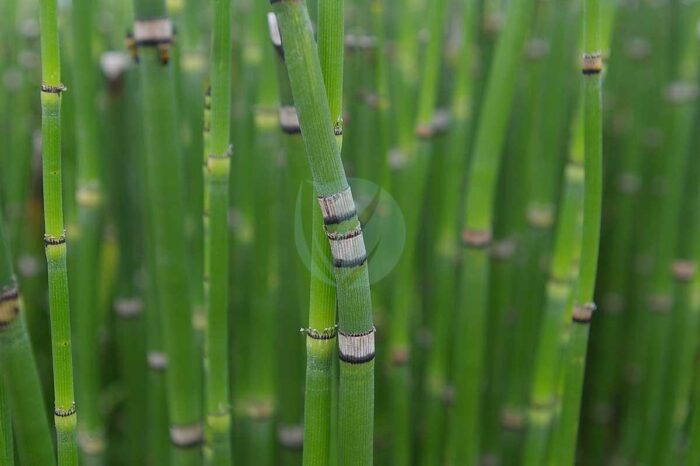 Equisetum hyemale prele hiver