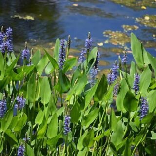 Pontederia cordata : Pontédérie a feuille en coeur