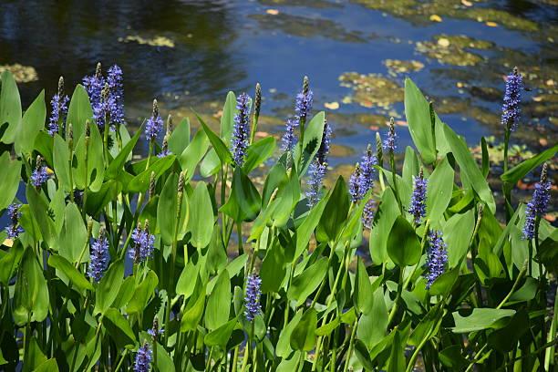 Pontédérie a feuille en coeur