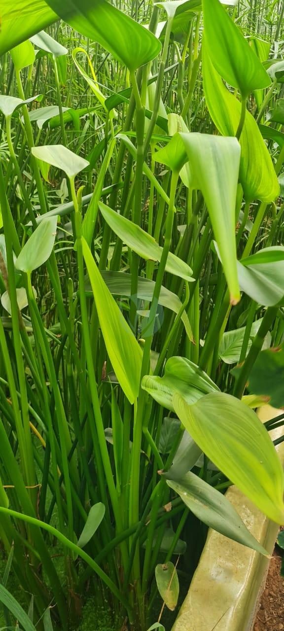Pontédérie a feuille en coeur