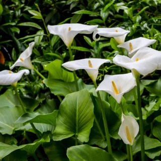 calla aethiopica maroc