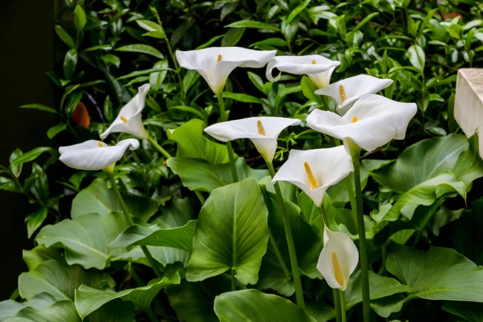 calla aethiopica maroc