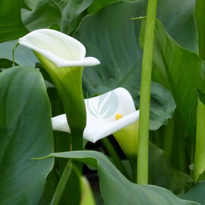 zantedeschia aethiopica