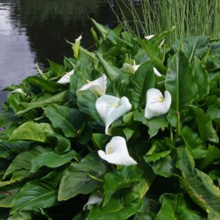 calla aethiopica