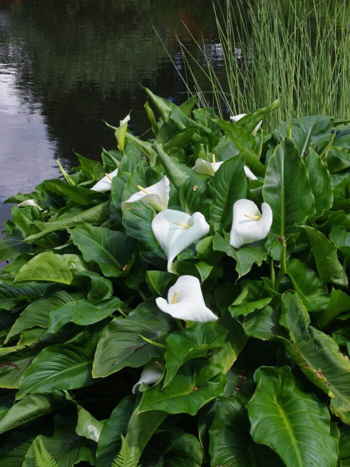 calla aethiopica