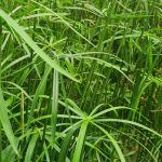 Cyperus papyrus egyptien