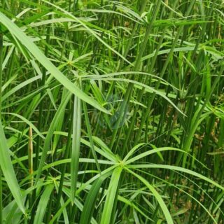 Cyperus papyrus egyptien