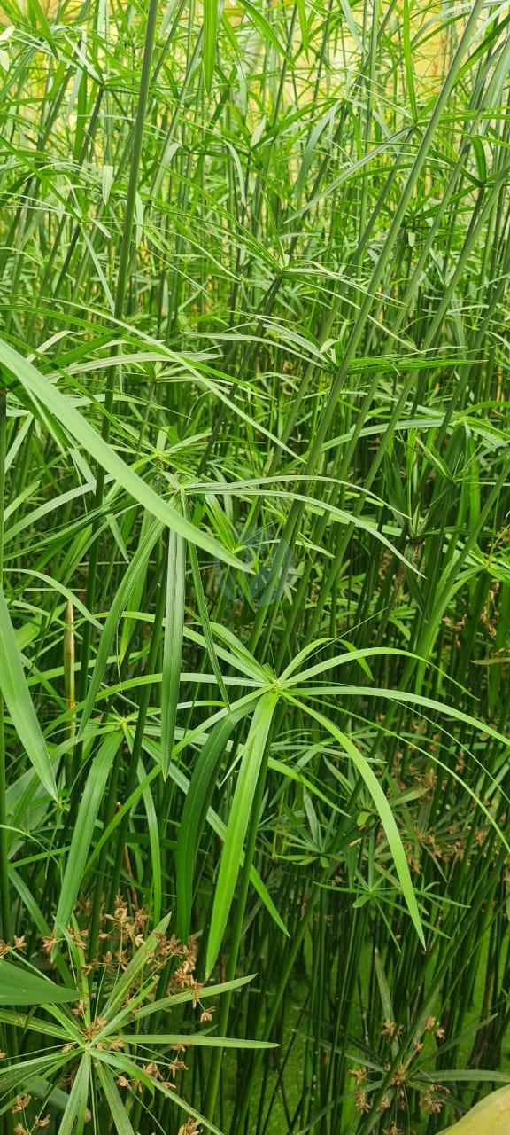 Cyperus papyrus egyptien