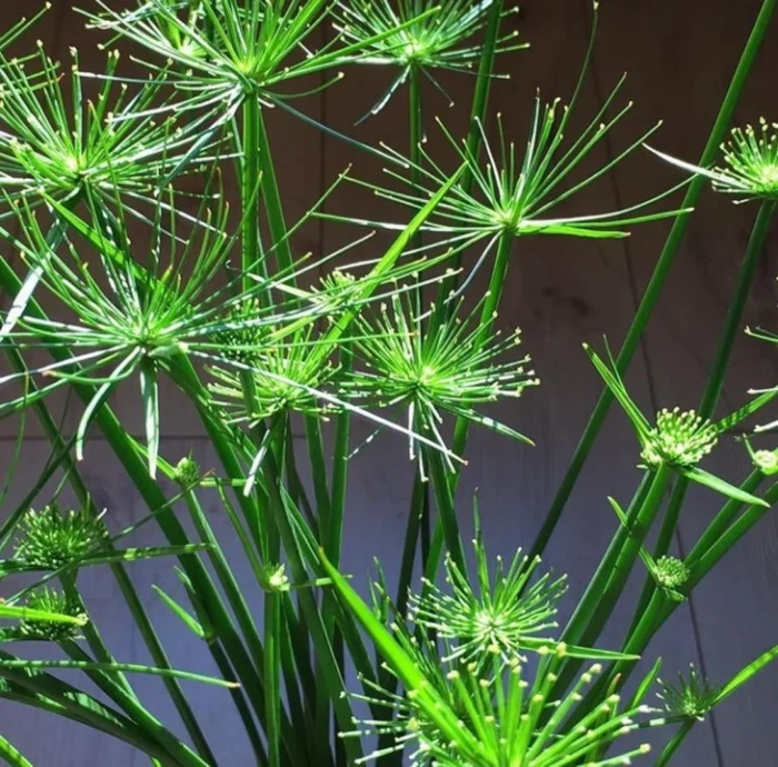 cyperus papyrus