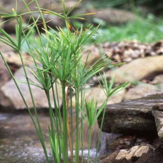 cyperus papyrus egiptien maroc