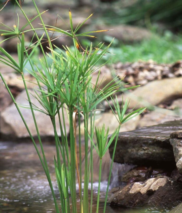 cyperus papyrus egiptien maroc