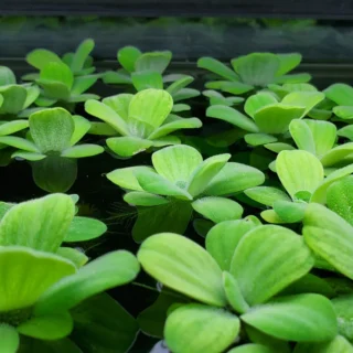 laitue eau Pistia stratiotes