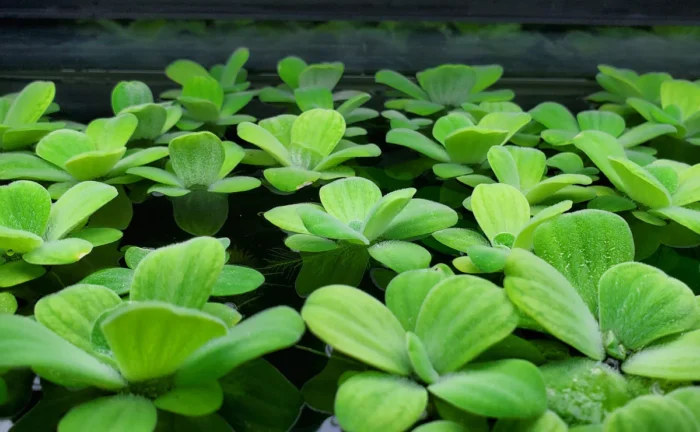 laitue eau Pistia stratiotes