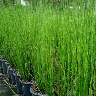 Equisetum hyemale prele hiver