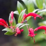 Aeschynanthus - Aeschynanthe