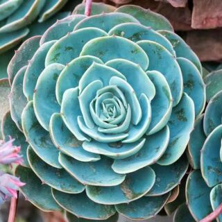 Echeveria