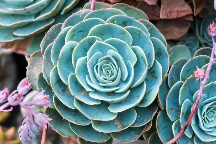 Echeveria