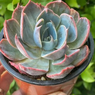 Echeveria maroc
