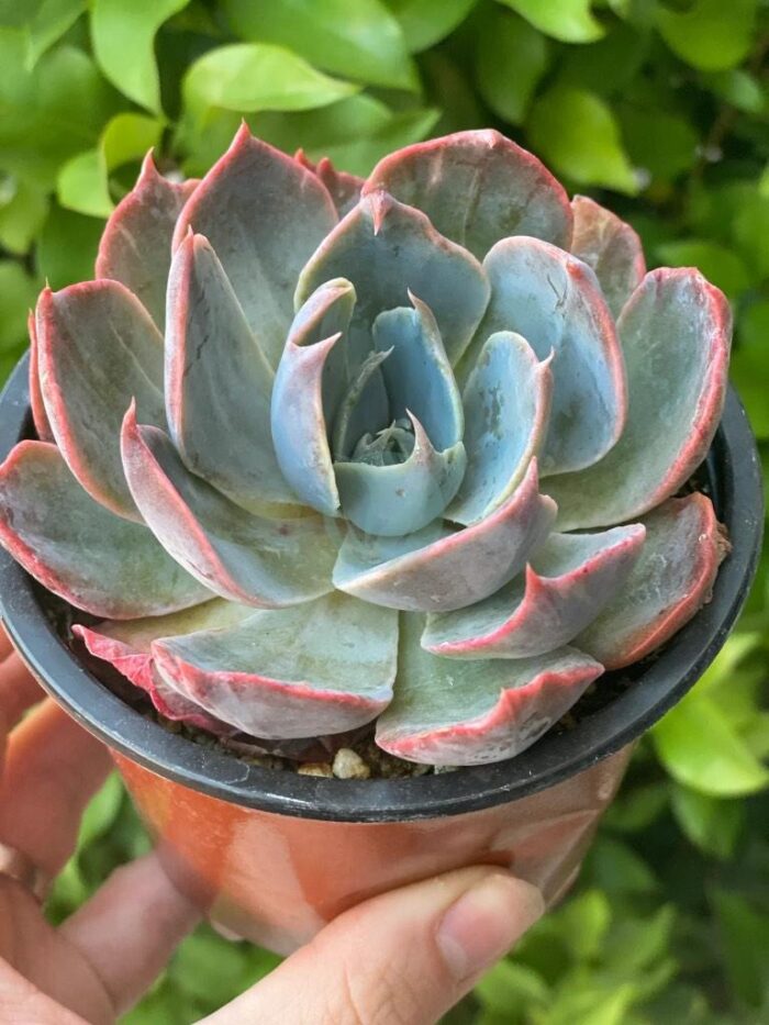 Echeveria maroc