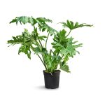 Philodendron selloum